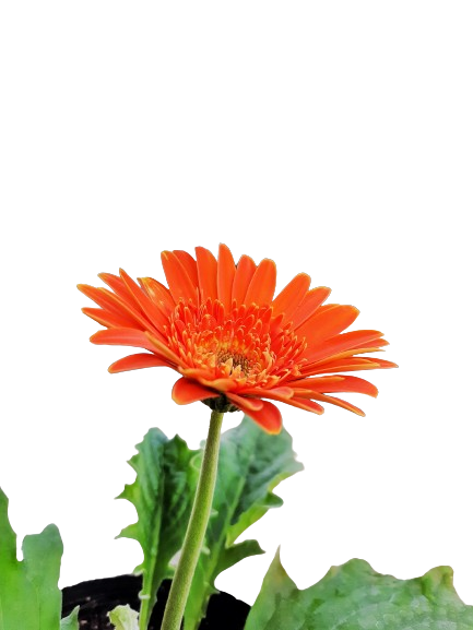 Gerbera