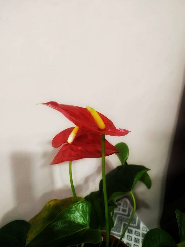 Anthurium