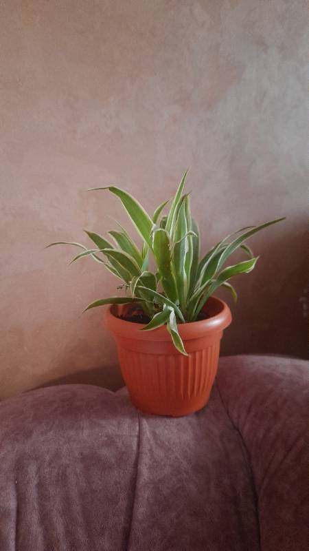 Spider plant Small - نبات العنكبوت صغير