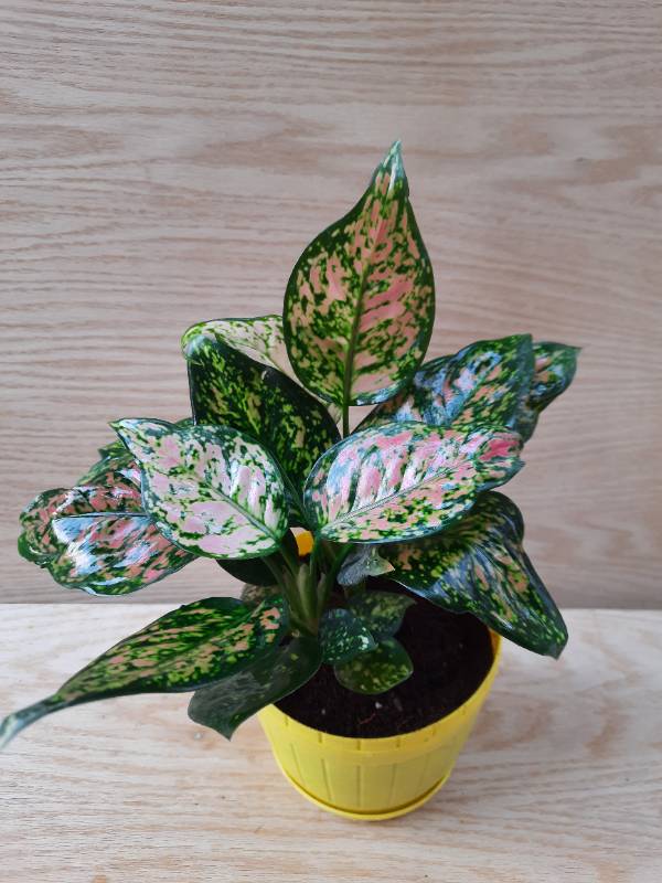 Aglaonema anyamanee