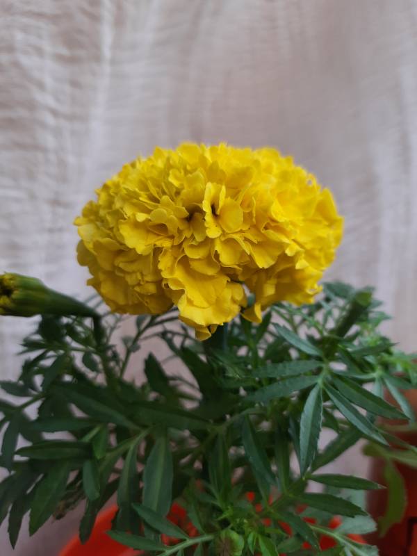 Marigold