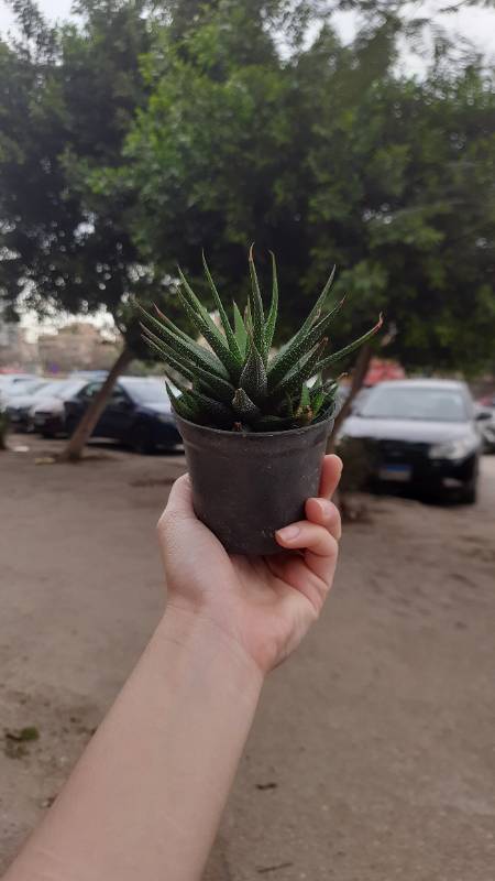 Haworthia هورثيا