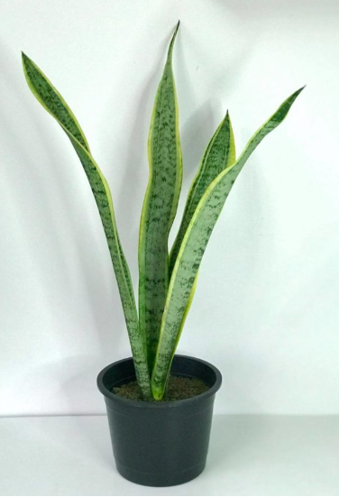 Sansevieria