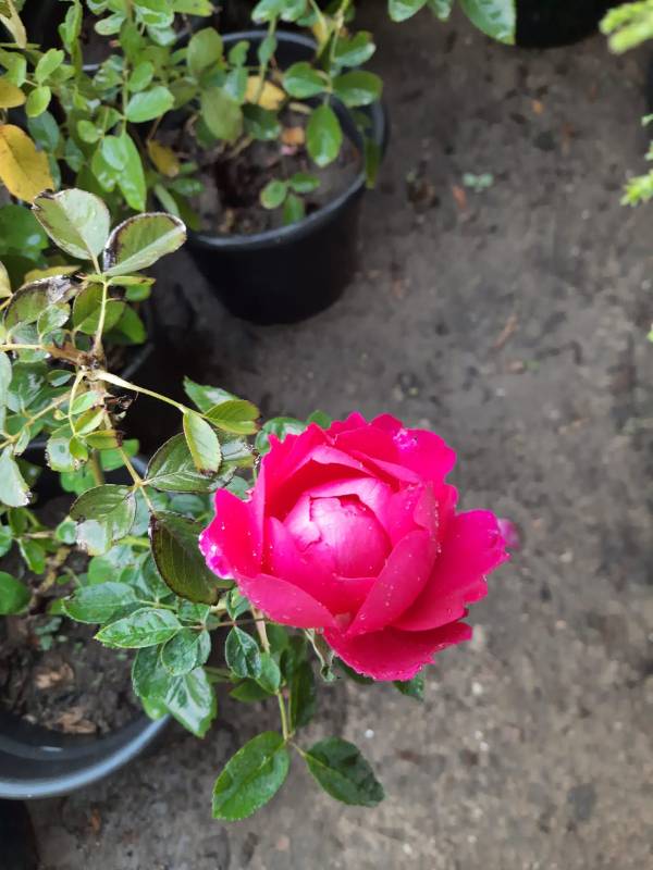 ورد بلدي Rose