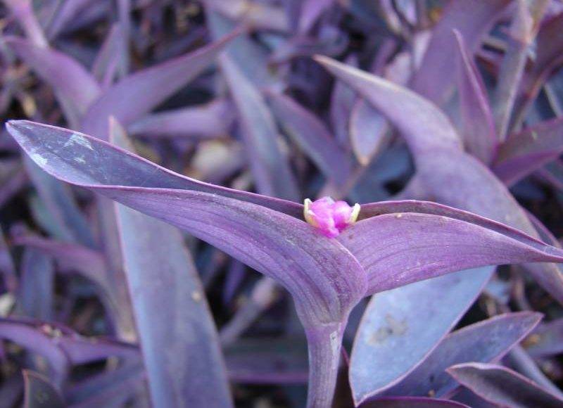 Tradescantia Pallida المكحلة