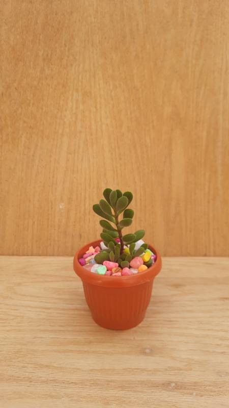 Crassula Velveta - كرسولا فيلفيت