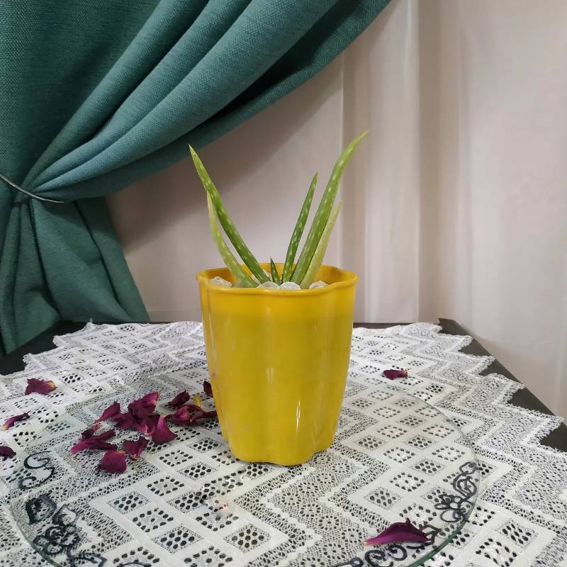 Aloe vera