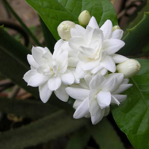 Jasminum sambac فل