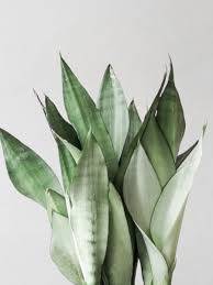 Sansevieria Monnshine