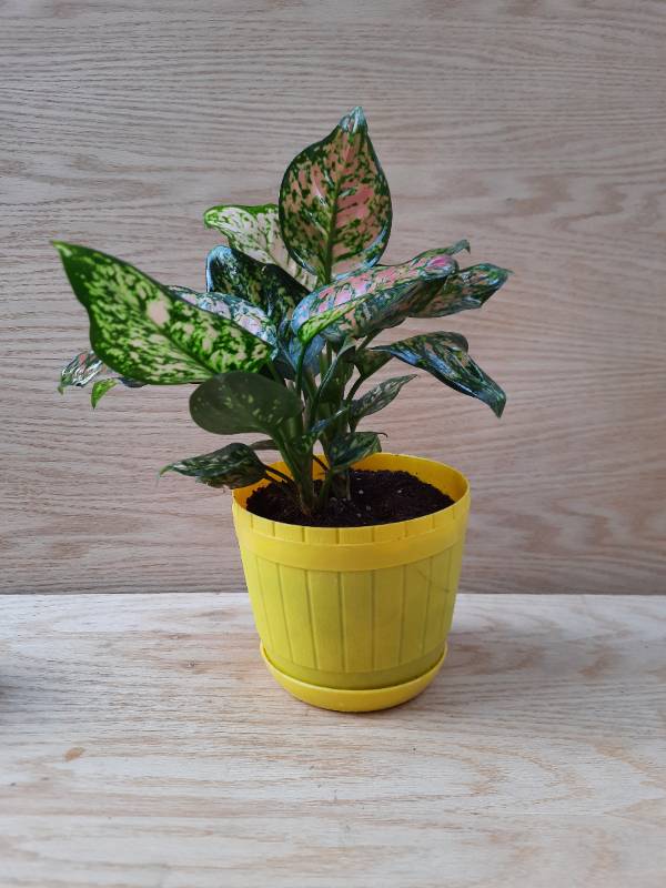 Aglaonema anyamanee