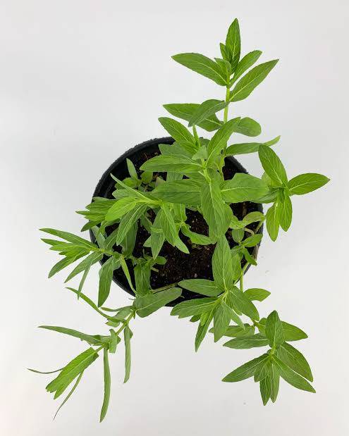 Wild Mint (Habik)- نعناع سعودي (حبق)