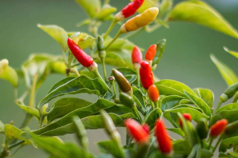 Bird's eye chili