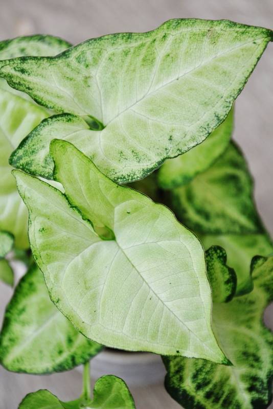 Hanging Syngonium