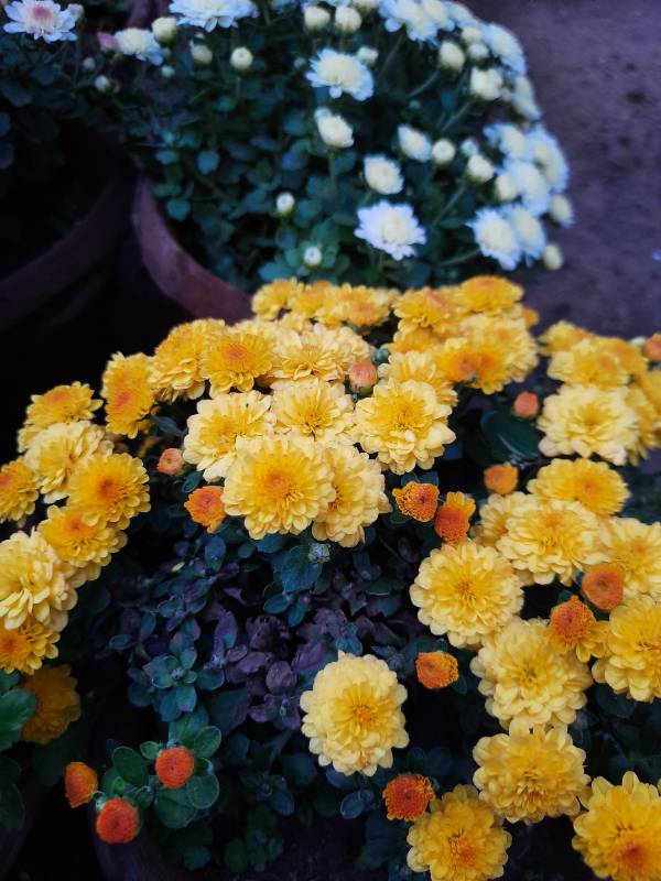 Chrysanthemum - ارولا