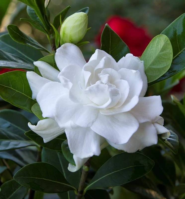 Gardenia جاردنيا