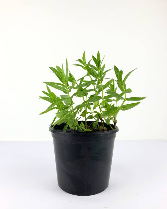 Wild Mint (Habik)- نعناع سعودي (حبق)