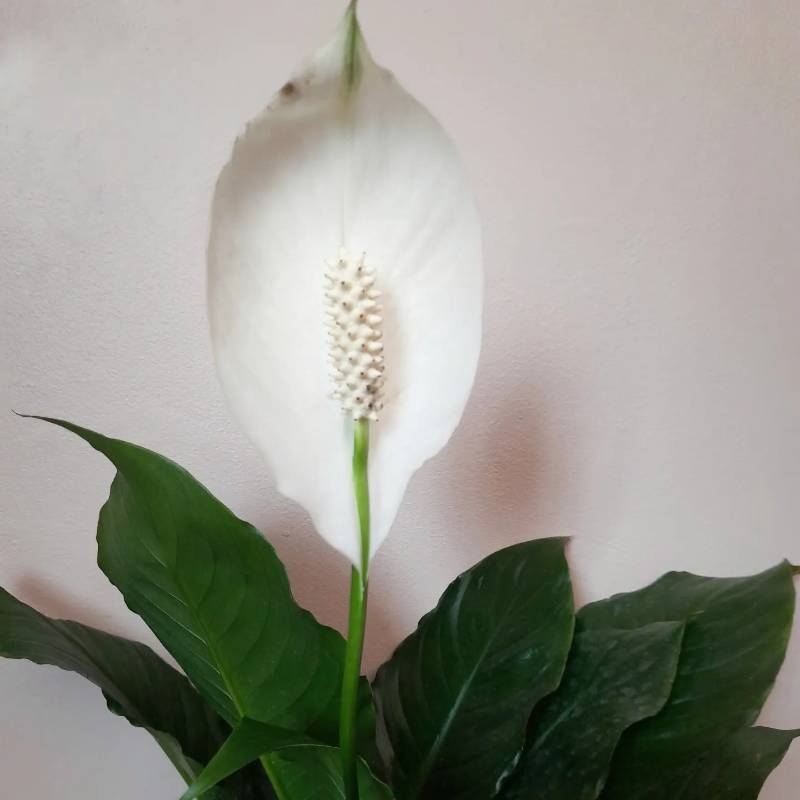 Peace Lily