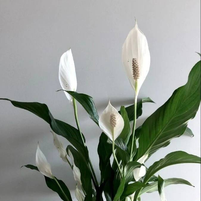 Peace Lily