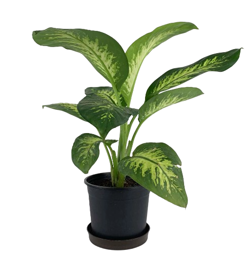 Dieffenbachia