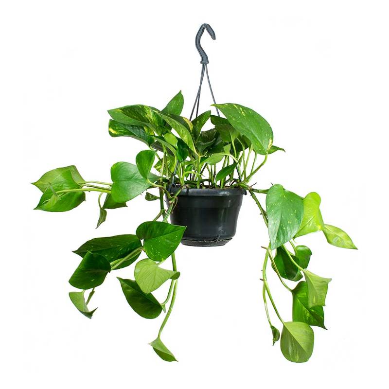 Pothos Hang بوتس معلق