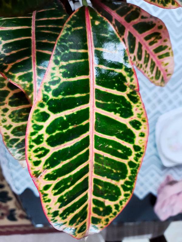 Croton