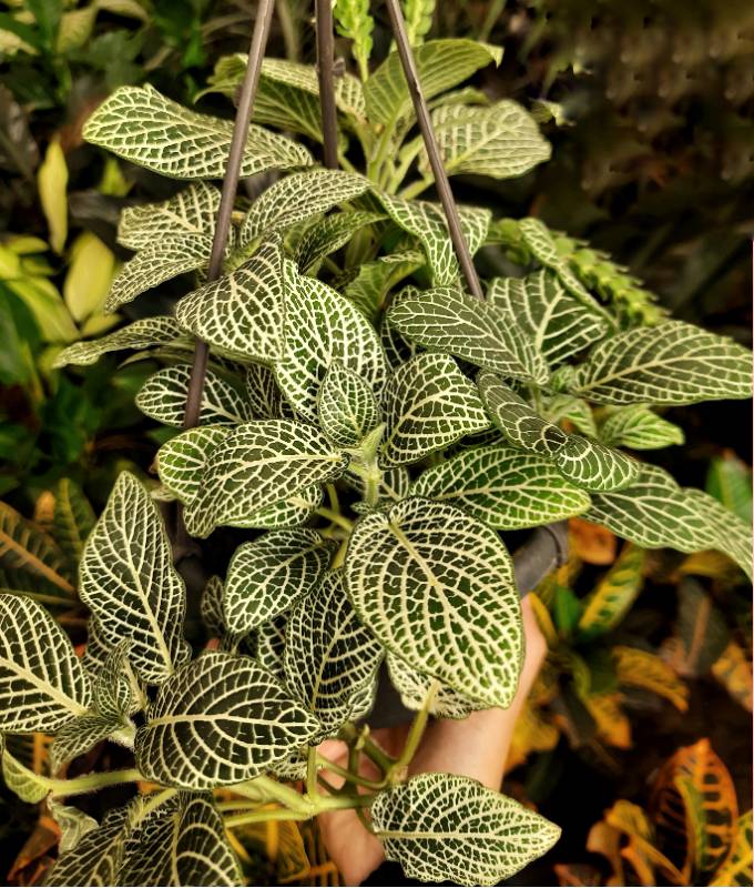 Fittonia - فيتونيا