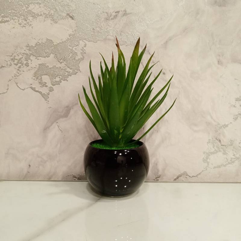 (TPM-572) Circle Base Pot Bonzai