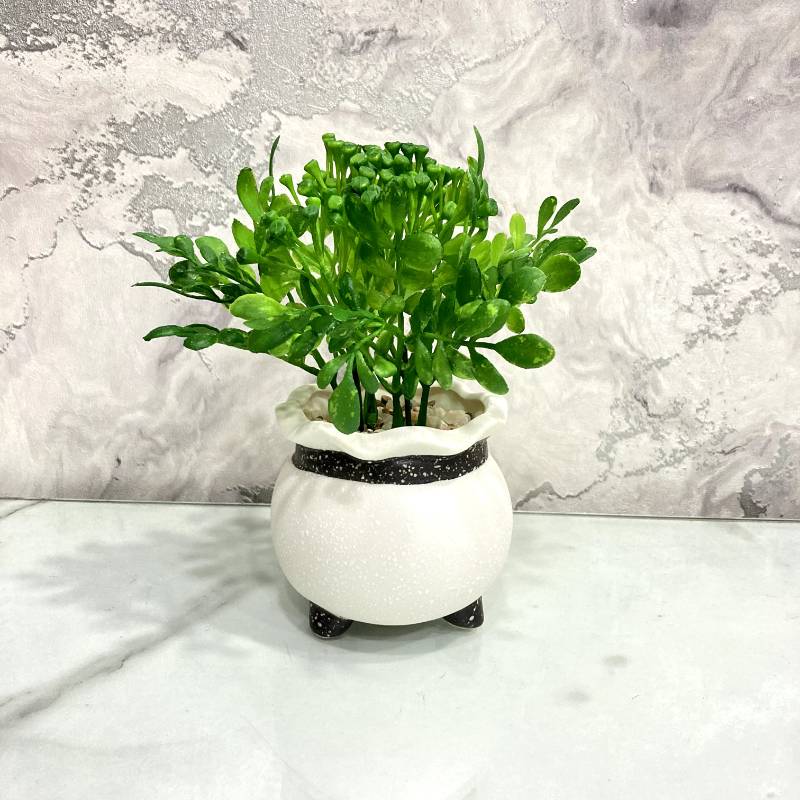 (TPM-320) Pot Bonzai