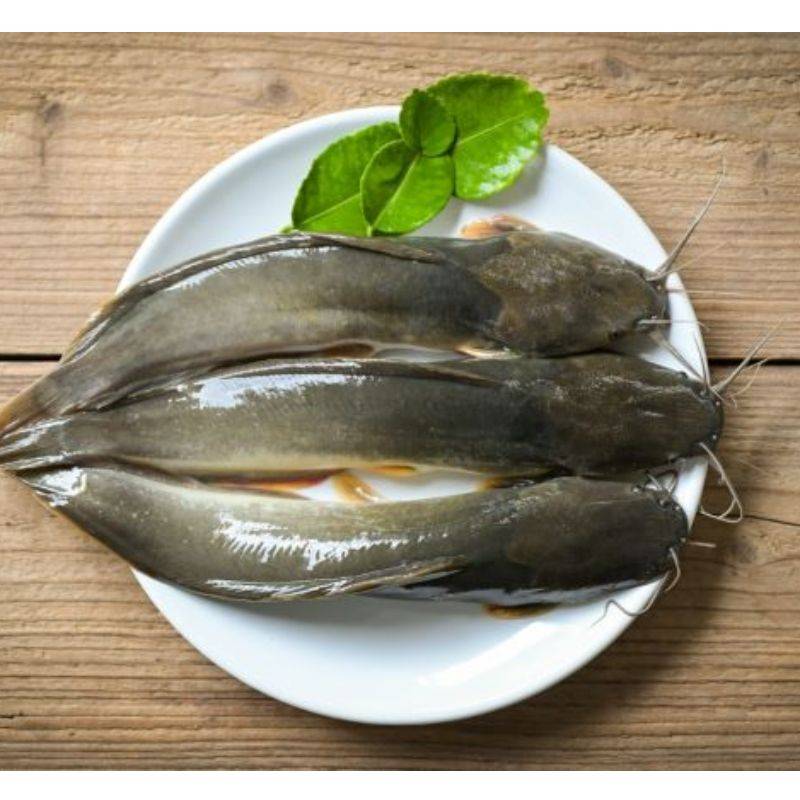 Ikan Lele
