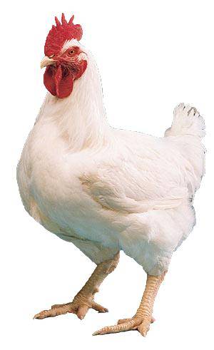 Ayam Potong Utuh