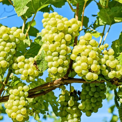 sulthana grapes