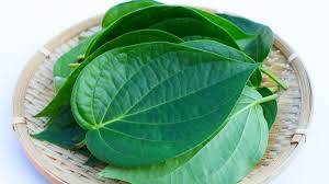 Betel leaves