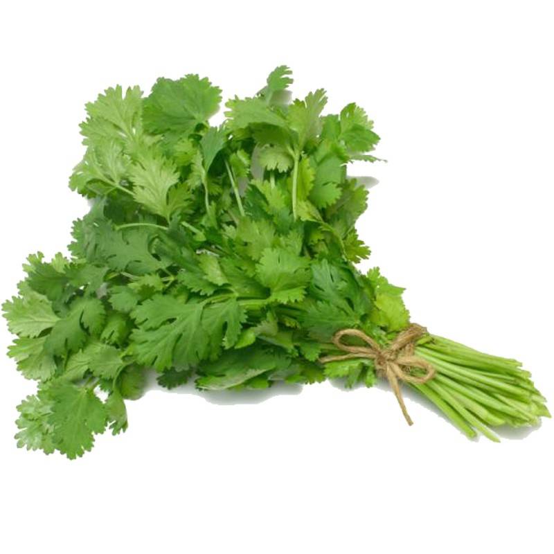 Cilantro