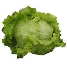 Lechuga
