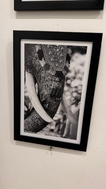 Elephant Tusk With Netipattam  Photo Frame 16 x 11