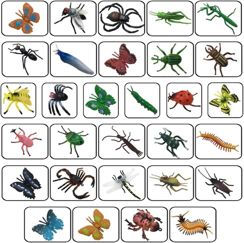 Assorted Insects