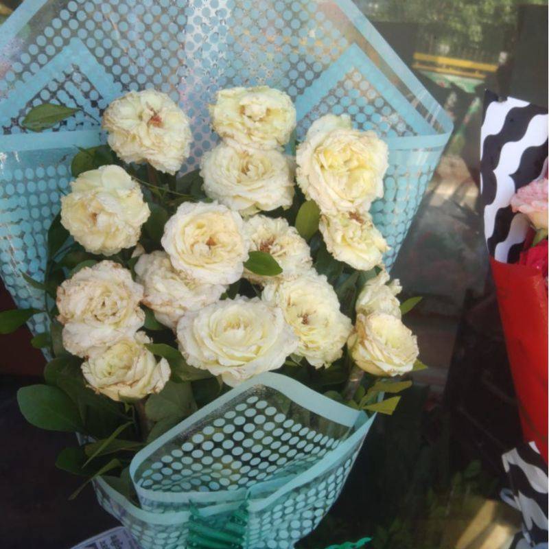 সাদা গোলাপ