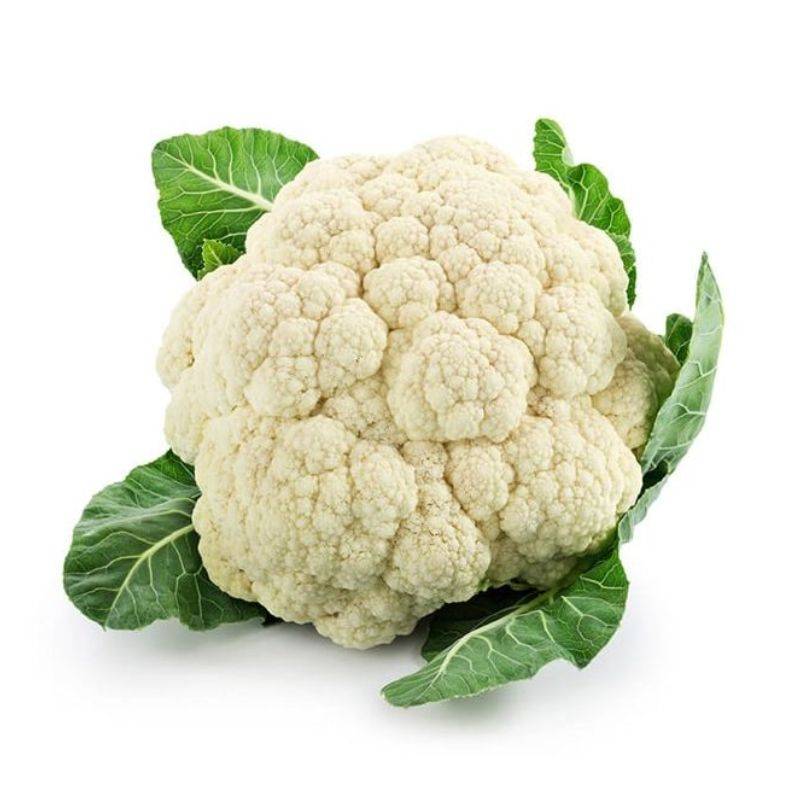 Conopidă