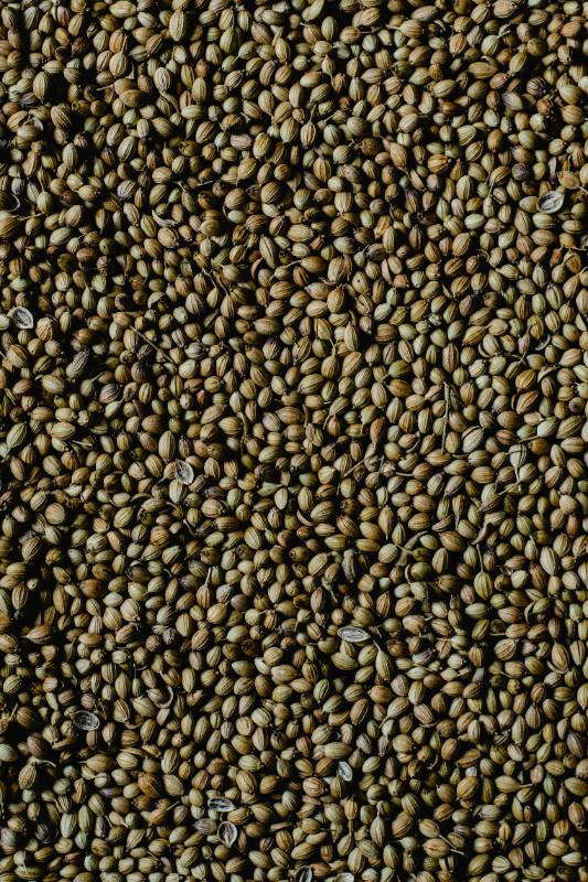 Coriander Seed