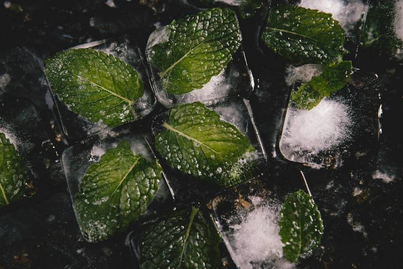 MINT LEAF