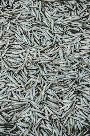 Dried Anchovies Large