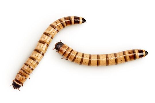 Live Superworms