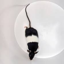Banded Mice