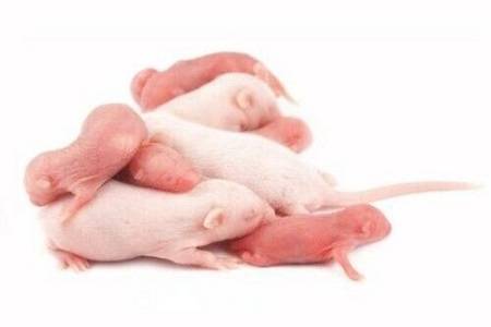 Banded Mice's Pinkies