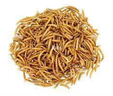 Live Mealworms