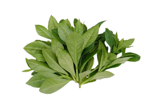 Javanese Ginseng/Ginseng Jawa 爪哇人参