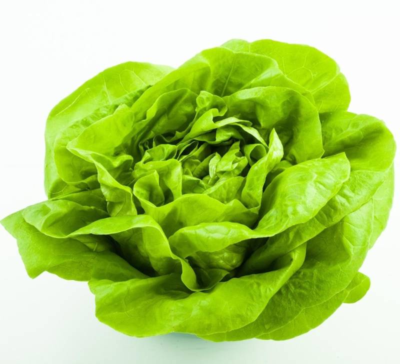 玫瑰生菜 Butterhead Lettuce