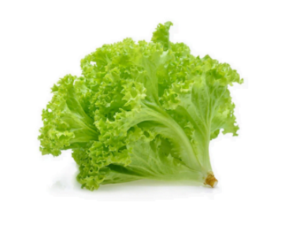 Green Coral 珊瑚生菜、西生菜