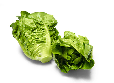 Baby Romain 小油麦