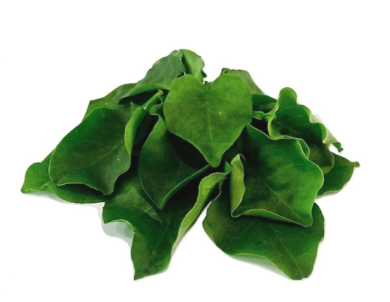 TianQi Leaves 田七叶